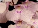 Ionopsis utricularioides